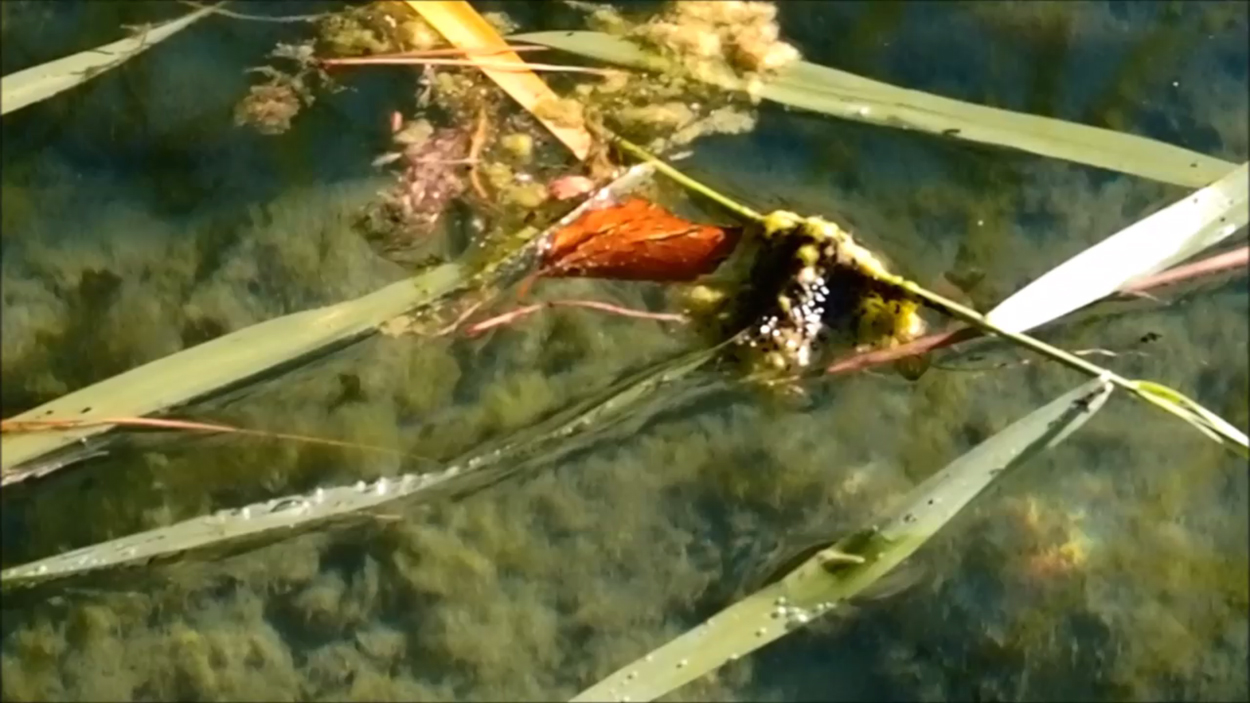 2020-08-16 Licht Reflexe (am Stechlinsee) (Fieldrecording Video)